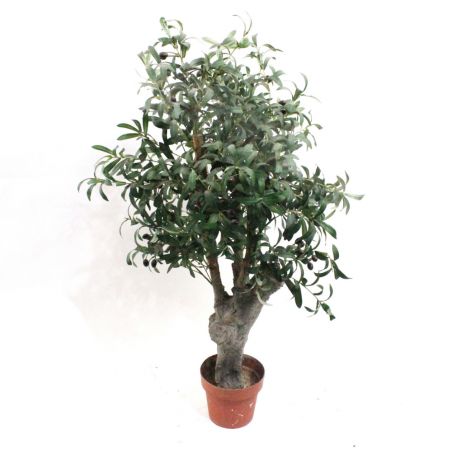 Árbol Olivo